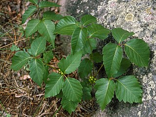 <i>Toxicodendron rydbergii</i> Species of plant