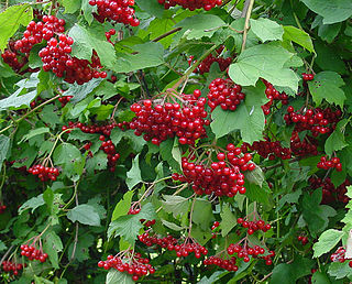 <i>Viburnum</i> Genus of flowering plants in the family Adoxaceae