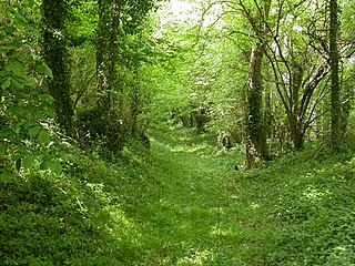 <span class="mw-page-title-main">Whitsbury Castle</span> Iron Age hillfort in Hampshire, England