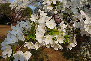 <i>Prunus speciosa</i> Species of tree