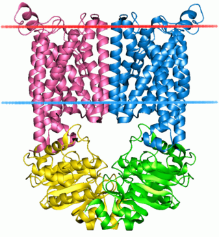 <span class="mw-page-title-main">ABC transporter</span> Gene family