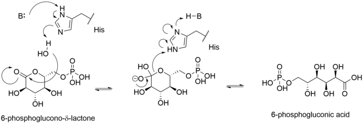 Proposed mechanism of 6-phosphogluconolactone hydrolysis by 6PGL. 6PGL Mechanism.png