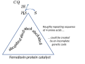 Ferredoxin's amino acid sequence using incomplete genetic code