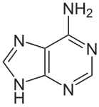 أدينين (A)