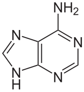 Adénine (A)