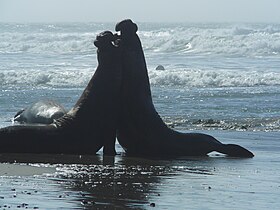 Battling sea elephants