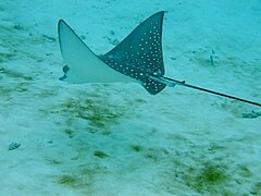 Spotted eagle ray (Aetobatus narinari)