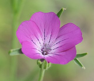 <i>Agrostemma githago</i> Species of flowering plant in the carnation family Caryophyllaceae