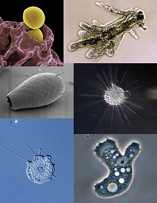 <span class="mw-page-title-main">Amoeba</span> Polyphyletic group of unicellular eukaryotes with the ability to shapeshift