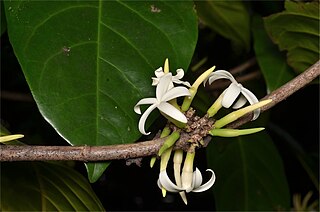 <i>Atractocarpus sessilis</i> Species of flowering plant