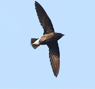 <span class="mw-page-title-main">Brown-backed needletail</span> Species of bird