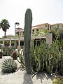 Saguaro (Carnegiea gigantea)? Oder Neobuxbaumia