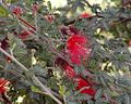 Calliandra californica