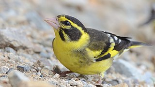 Verderón del Himalaya (Chloris spinoides)