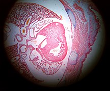 Corte transversal de un embrión de ratón visto al microscopio