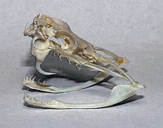 Schädel einer solenoglyphischen Klapperschlange