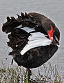 Cygnus atratus preening.jpg