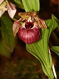 Cypripedium tibeticum 1.jpg