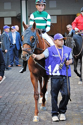 <span class="mw-page-title-main">Accelerate (horse)</span> Thoroughbred racehorse trained in the United States