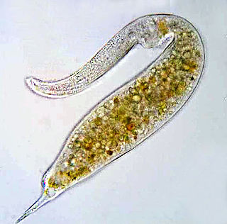 <i>Dileptus</i> Genus of single-celled organisms