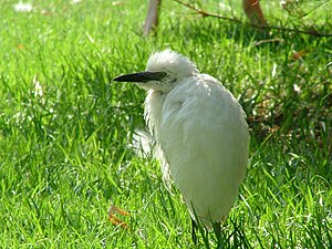 A Cattle Egret at the Jerusalem Biblical Zoo