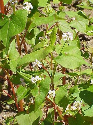 <i>Fagopyrum</i> Genus of flowering plants