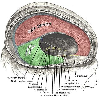 <span class="mw-page-title-main">Falx cerebri</span> Anatomical structure of the brain