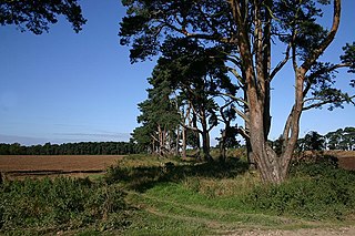 <span class="mw-page-title-main">West Suffolk District</span> Non-metropolitan district in England