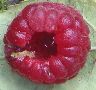 <span class="mw-page-title-main">Aggregate fruit</span> Category of fruit