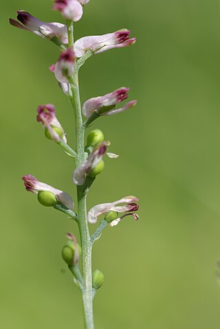 <i>Fumaria vaillantii</i> Species of plant