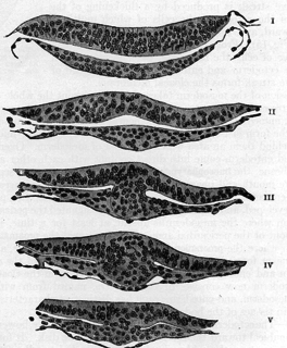 Neuroectoderm ectoderm which receives bone morphogenetic protein-inhibiting signals from proteins such as noggin, which leads to the development of the nervous system from this tissue