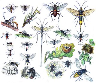 a) Athalia rosae b) Diprion pini c) Cimbex femoratus d) Urocerus gigas e) Therion circumflexum f) Ephialtes manifestator g) Cotesia glomerata h) Cynips quercusfolii i) Diplolepis rosae k) Chrysis ignita l) Ammophila sabulosa m) Trypoxylon figulus n) Anoplius viaticus o) Formica rufa p) Ancistrocerus parietum q) Vespula vulgaris r) Vespa crabro s) Apis mellifera t) Bombus lapidarius