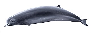 <span class="mw-page-title-main">Northern bottlenose whale</span> Species of mammal