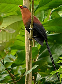 Sulawesimalkoha