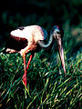 Jabiru - Kakadu National Park