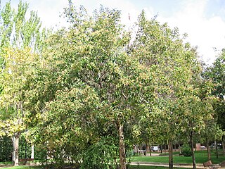 <i>Ligustrum japonicum</i> Species of flowering plant