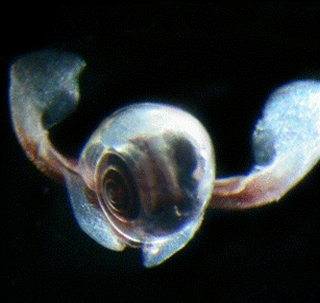 <i>Limacina rangii</i> Species of gastropod