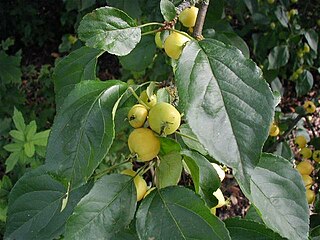 <i>Malus baccata</i> Asian species of apple