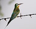 Qerd in-Naħal Aħmar Merops Persicus (K)