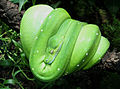 Grüner Baumpython (Morelia viridis)