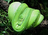 Morelia viridis