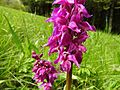 Orchis mascula Germany - Moosalbtal (bei Völkersbach)