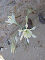 Pancratium sickenbergeri