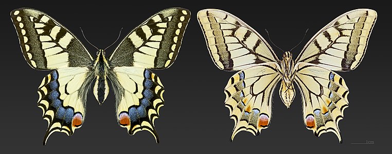 Top (L) and bottom (R) sides, male (MHNT)