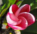 Plumeria rubra 'Elsie'