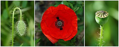 rouda Mohn