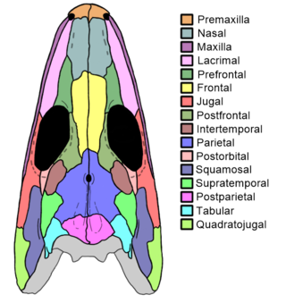 <span class="mw-page-title-main">Intertemporal bone</span>