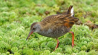 <span class="mw-page-title-main">Bogotá rail</span> Species of bird