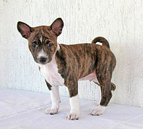 Chiot Basenji