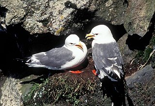 <span class="mw-page-title-main">Red-legged kittiwake</span> Species of bird